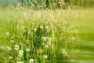 Field of clover in summer soft focus