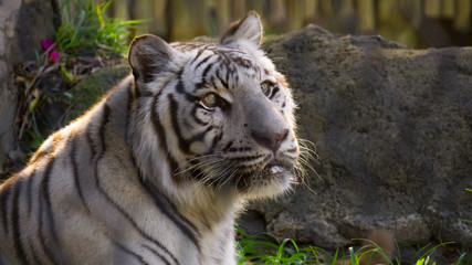 Portrait of tiger in zoo