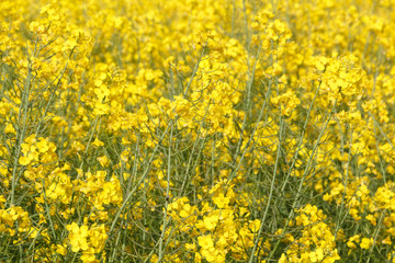 Obraz premium Field of canola with yellow flowers in Brittany during spring