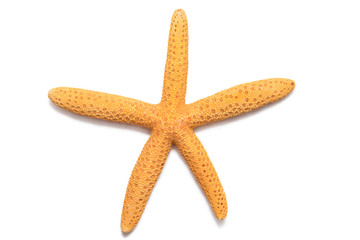 isolated starfish on a white background