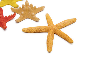 isolated starfish on a white background