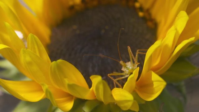 Steady, medium close up shot of a green phasmid on a large sunflower.