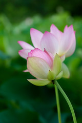Obraz premium Two lotus blossoms on slender stalks at Kenilworth Aquatic Gardens