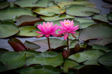 Pair of water lilies bloom at Kenilworth Aquatic Gardens in Washington, DC.