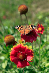 colorful butterfly in summer garden