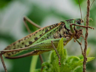 Locust, Lat. Melonoplus femur-rebrum.Green large grasshopper sits on cucumber leaf