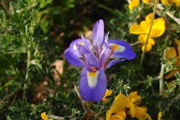 Bouquet nature , iris