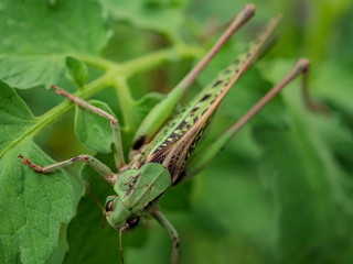 Locust, Lat. Melonoplus femur-rebrum.Green large grasshopper sits on cucumber leaf