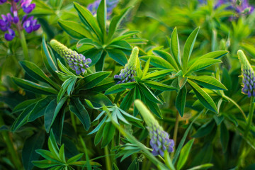 Bush of wild purple lupines in the field. the view from the top.