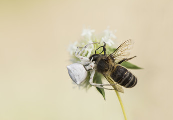 White spider Thomisus onustus devouring a bee as prey