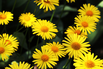 large flower bed of beautiful yellow daisies with large petals