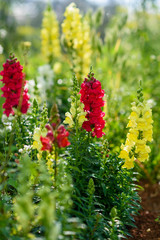 Summer garden. Group of beautiful Antirrhinum flowers commonly known as dragon flowers or snapdragons in pink and yellow colors in the meadow.