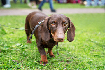 Portrait of a dachshund dog, dark red, with a collar, on a walk in the park, looking at the camera