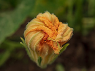 Large yellow pumpkin flowers in garden