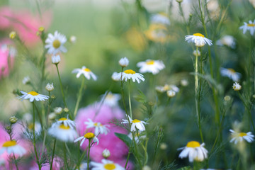 Flowers of wild camomiles on a blurred green background, selective focus.