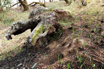 a large old stump in the foreground