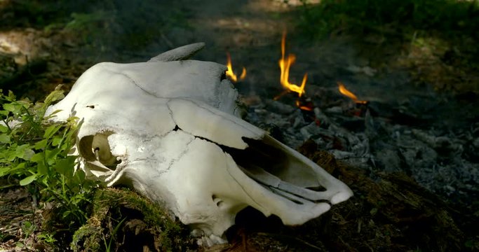bull skull lies near green grass and small fire in forest