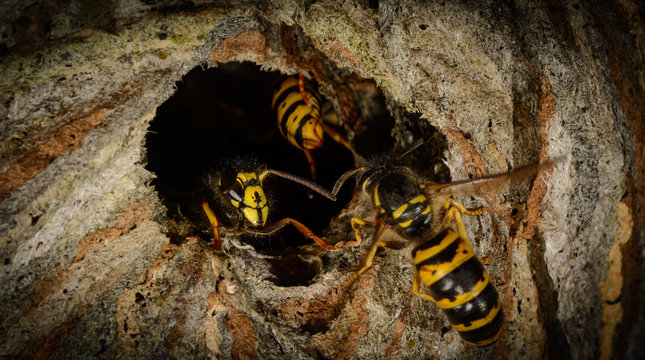 detail entrance poking a hornet's nest with aggressive wasp, focus on mandibles wasp