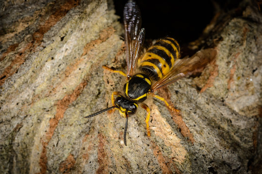 detail entrance hornet's nest with climbing aggressive wasp