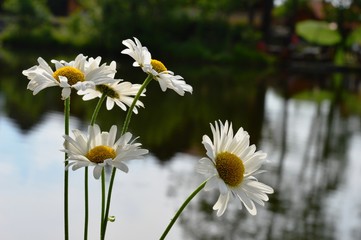 white flowers are growing by the lake