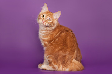 Red kitten Bobtail, small kitten on purple background