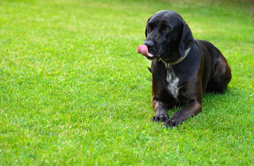 Black licking dog (bitch) lying on the grass
