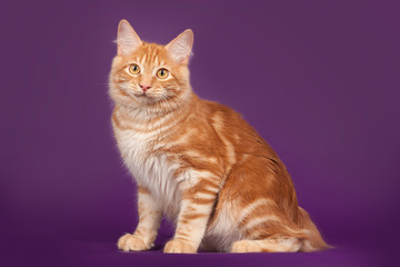 Fototapeta na wymiar Red kitten Bobtail, small kitten on purple background