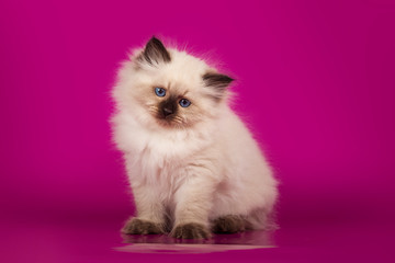Fototapeta na wymiar Funny cute kitten sitting on pink background