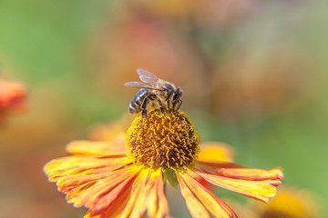 Honey bee covered with yellow pollen drink nectar, pollinating orange flower. Inspirational natural floral spring or summer blooming garden or park background. Life of insects. Macro close up