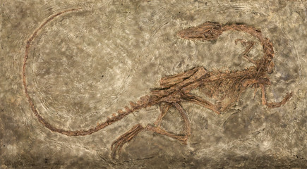 Carnivores dinosaur Zelovitis. Triassic period. USA, NEW Mexico