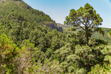 Fototapeta na wymiar Stony path at upland surrounded by pine trees at sunny day. Clear blue sky and some clouds above the forest. Rocky tracking road in dry mountain area with needle leaf woods. Tenerife