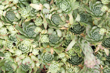Green succulents - stone rose background