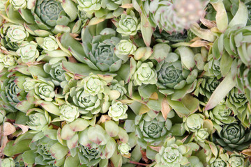 Green succulents - stone rose background