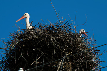 Two Adult European White Stork in nest 