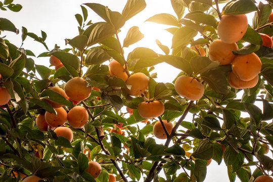 Yellow persimmon hanging on tree branches