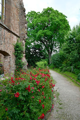 kirchenruine kloster rosenthal