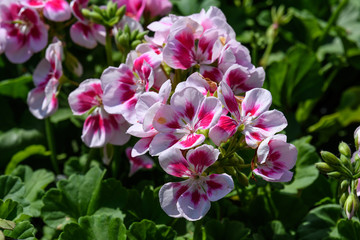 White and pink Pelargonium flowers (commonly known as geraniums, pelargoniums or storksbills) and fresh green leaves in garden pots, multi-color natural texture