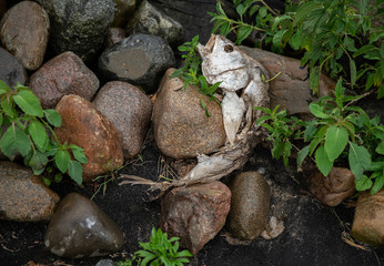 dead fish on the the rocks of the beach has washed ashore near polluted waters
