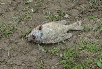 fish has died and washed ashore