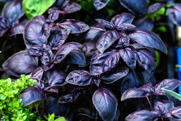 Close up of fresh red basil or ocimum basilicum leaves in direct sunlight, in a summer garden, soft...