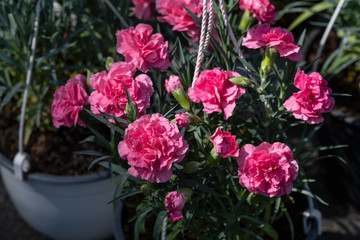 Background with fresh pink carnation flowers (Dianthus caryophyllus) and green leaves, side view