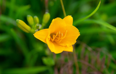 vibrant yellow flower has just bloomed in the bright sunshine