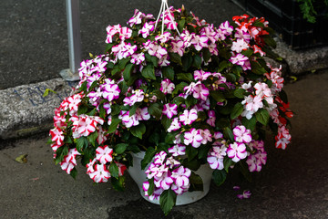 Fototapeta na wymiar Large garden pot with white and red Impatiens flowers known as busy Lizzie, balsam, sultana, or impatiens, in full bloom in a summer garden