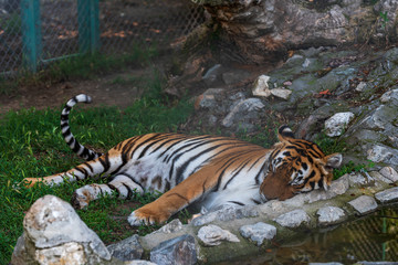 Fototapeta na wymiar Siberian tiger (Panthera tigris altaica), also known as the Amur tiger is resting in hot summer day