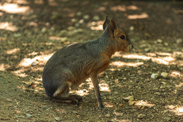 Naklejka premium Wild big brown rabbit is resting on shadow