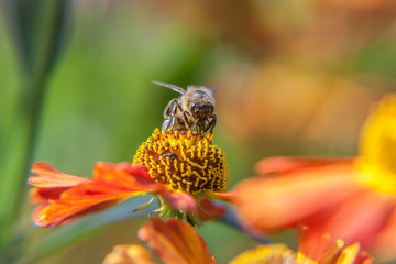 Honey bee covered with yellow pollen drink nectar, pollinating orange flower. Inspirational natural floral spring or summer blooming garden or park background. Life of insects. Macro close up