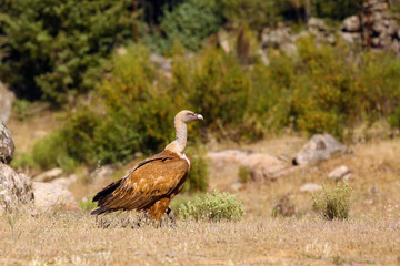 Obraz na płótnie Canvas The griffon vulture (Gyps fulvus) sitting on mountain meadow with colorful background. Vulture with mountains in the background.
