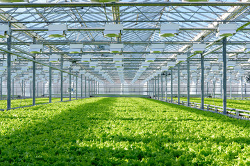 Lettuce growing in greenhouse. Hydroponic vegetables