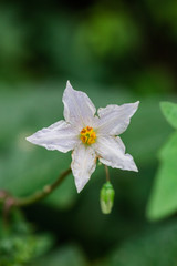 Obraz premium Solanum Jasminoides Potatovine Flowers