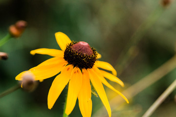 Black-eyed Susan Flower